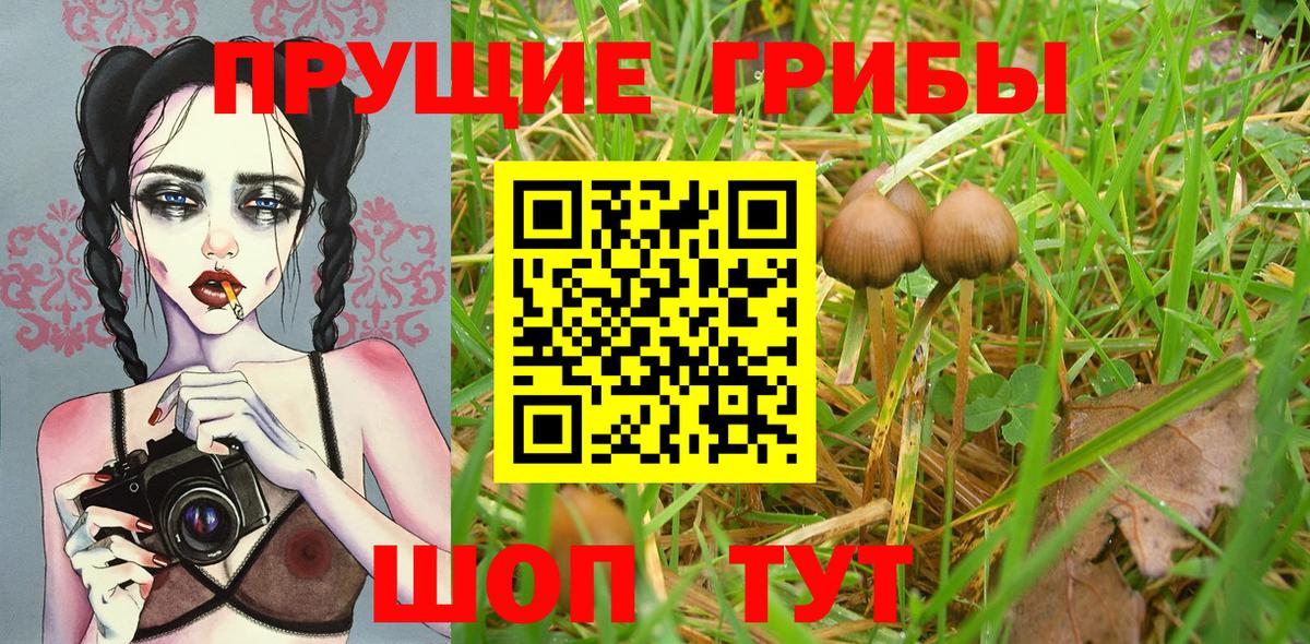 где купить наркоту  Псилоцибиновые грибы ЛСД  Вход с VPN  Псилоцибиновые грибы мицелий  Энгельс 